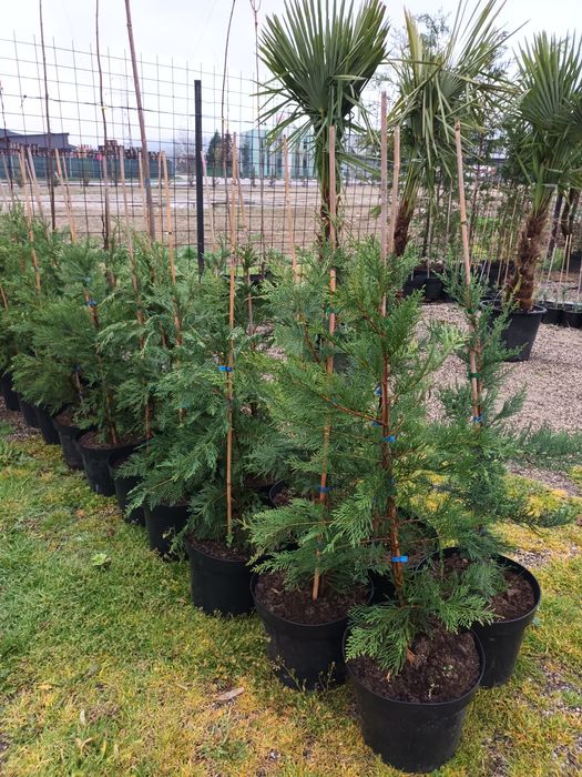 Plante ornamentale/ gard viu vesnic verde/ leylandii/ photinia/ prunus