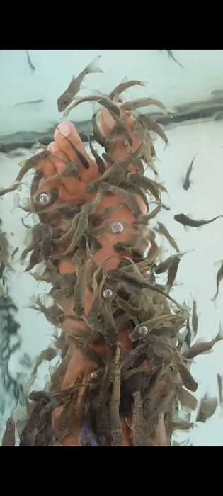 Гарра Руфа рибки за фиш спа