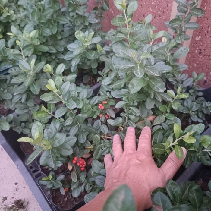 Пироканта кустарник