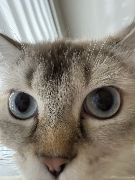 Чистокръвна британска късокосместа със сини очи