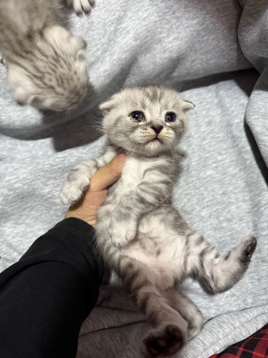 Scottish fold mushuk