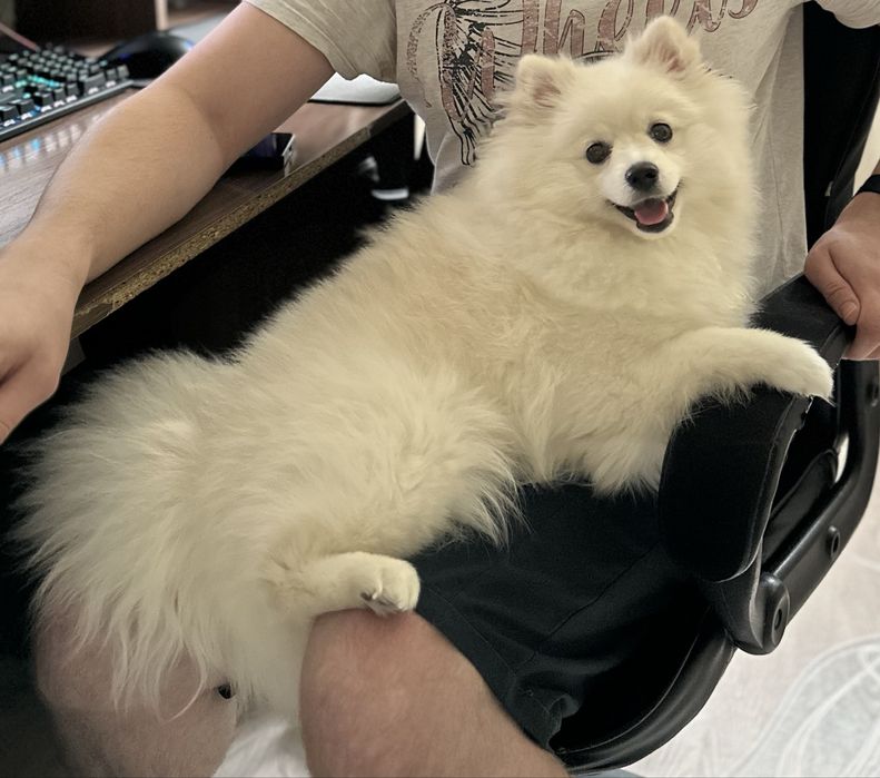 Продам девочку померанский шпиц