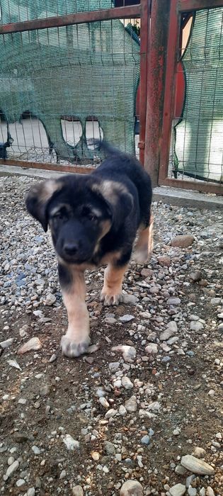 Adopție femela 2 luni