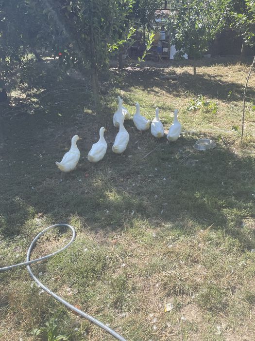 Vand pasari de curte crescute cu grau,porumb si floarea soarelui