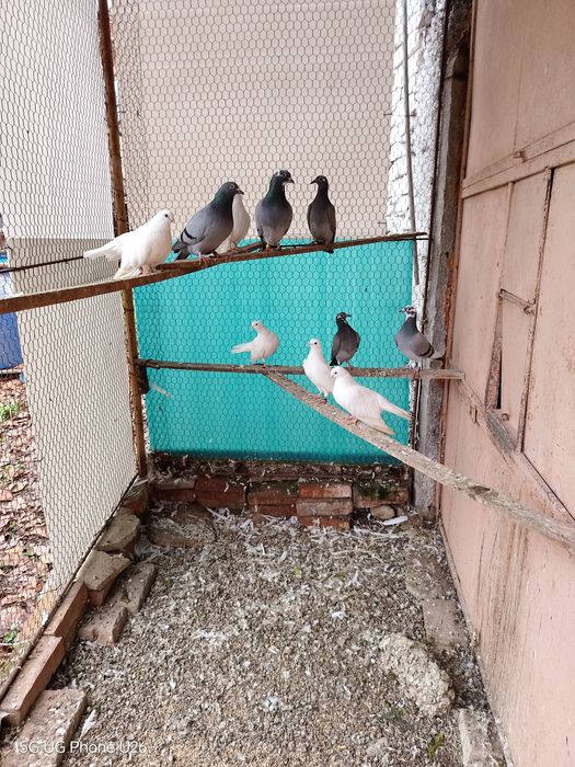 Продавам млади старозагорски бели гълъби и пощенски гълъби