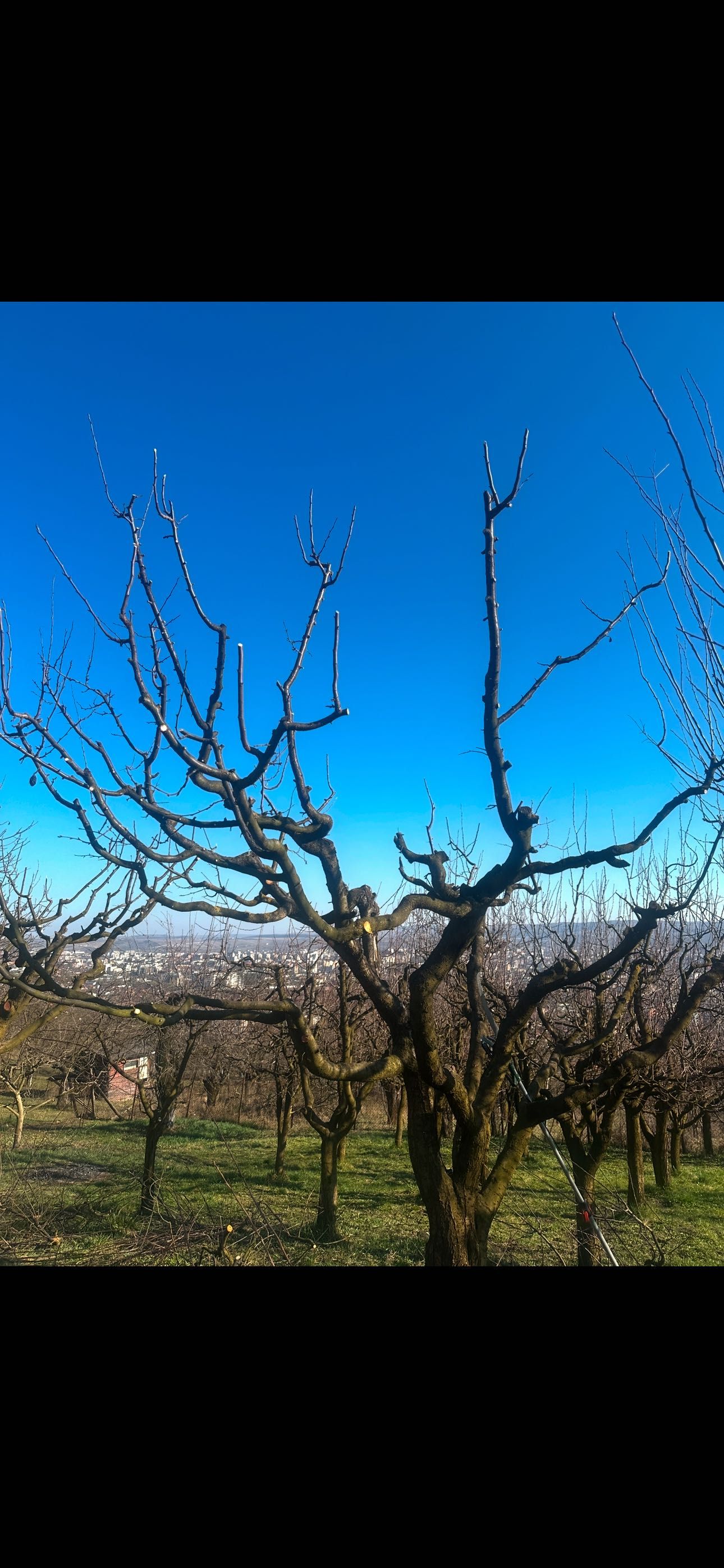 Amenajez/intretin spatii verzi, toaletez, plantez