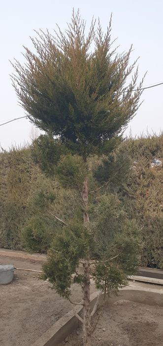 Маржавина Арча бўйи 3-4метр жуда фойдали.Ўзидан хид чиқаради