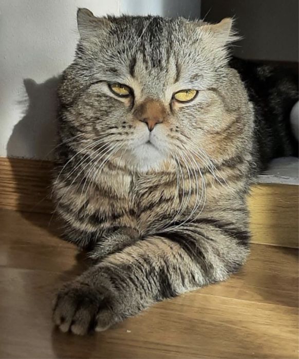Кота в хорошие руки