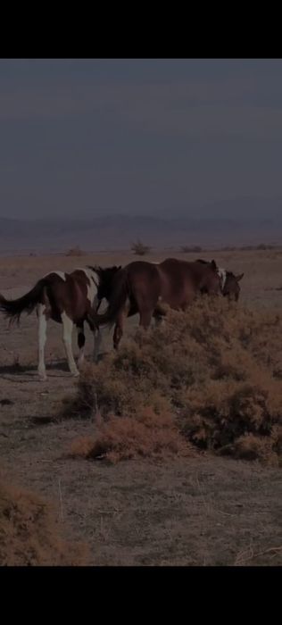 Лошадь  2 летка ( Тай)