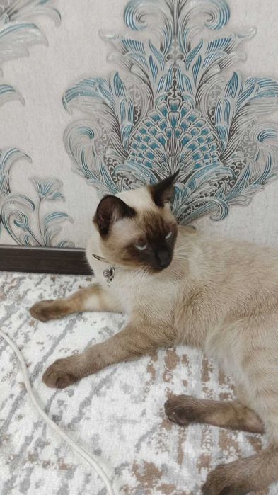 Продаётся сиамская кошка умная