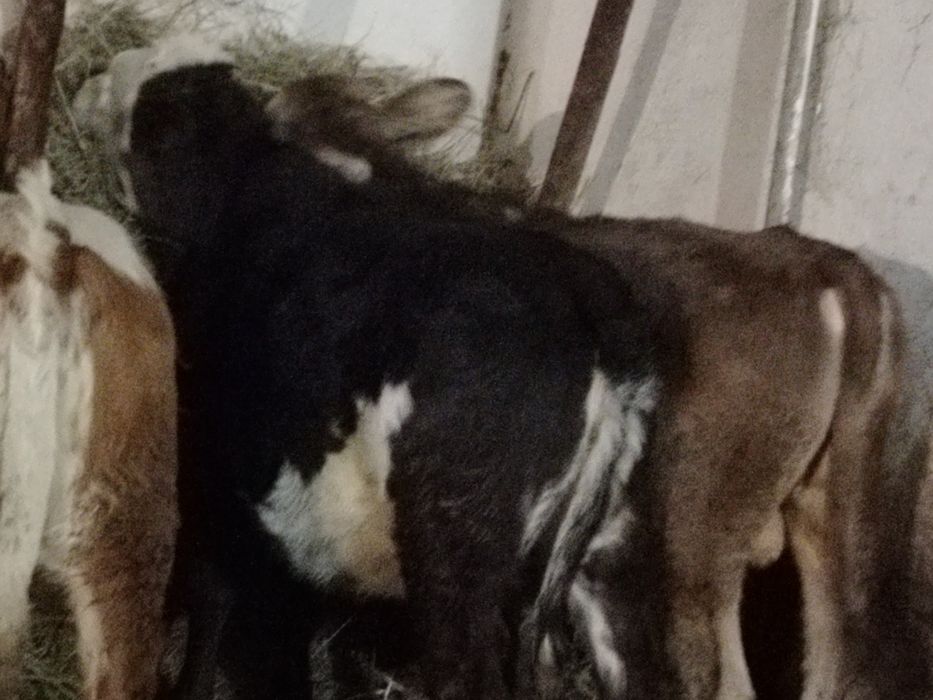Tauri și vitele baltati și angus