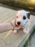 Pui American Bully