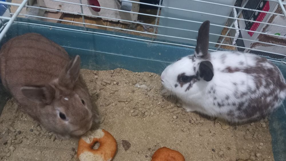 Quyonlar sotiladi 400 min parasi