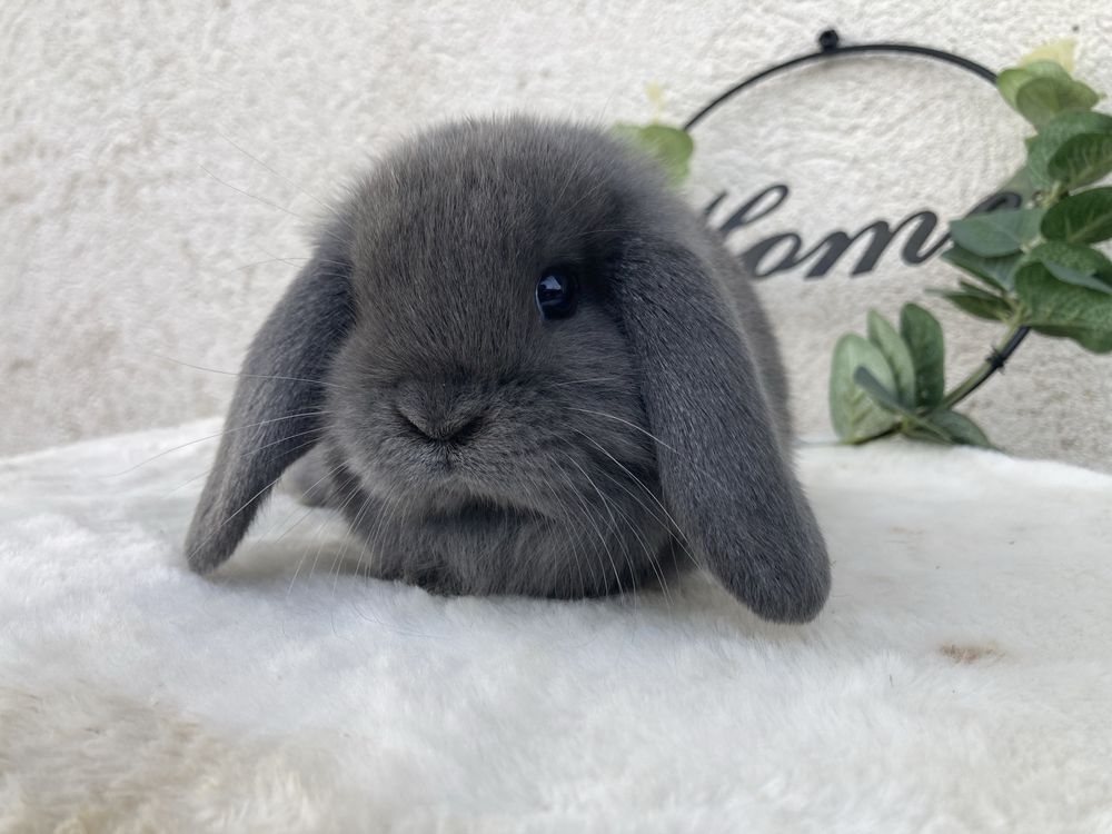 Iepuri pitici de companie berbec pitic/mini lop/holland lop
