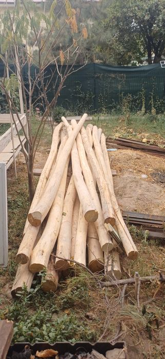 Тусин- болол сотилади