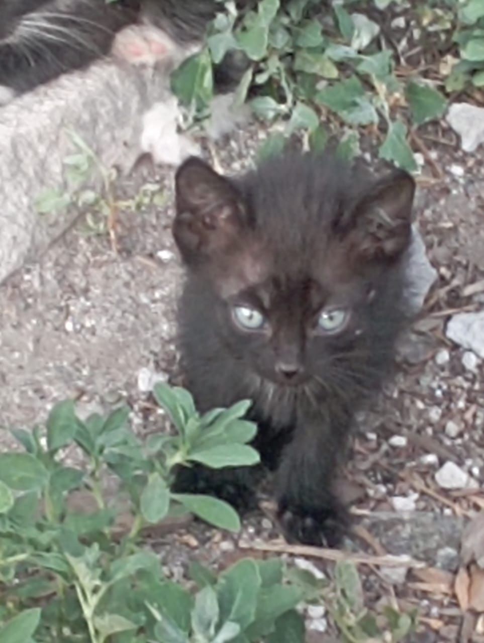 4 месяц. Котята.