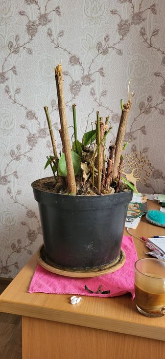 Расстояние для дома долларовое дерево.