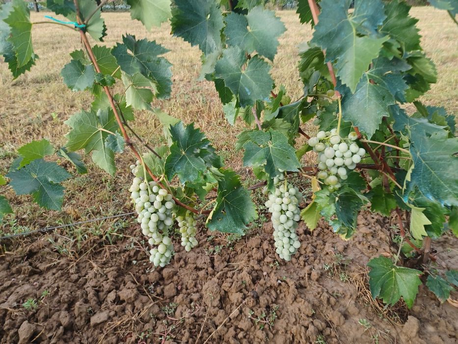 Vand struguri pentru vin