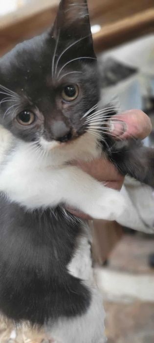 Котенца за осиновяване