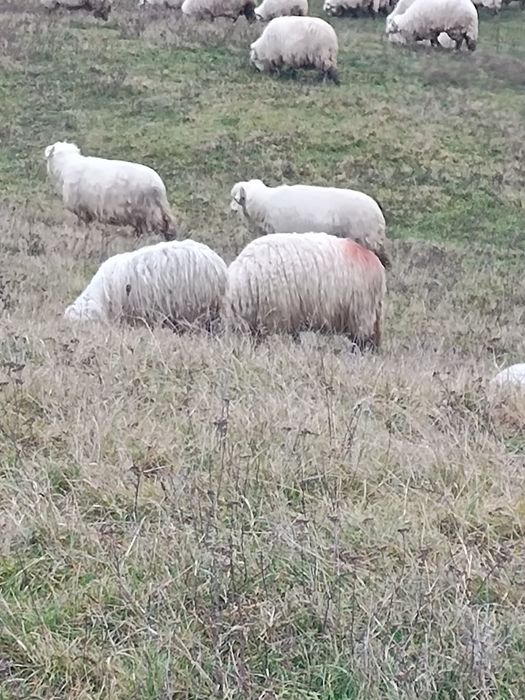 Vand oi bale cele cu roșu