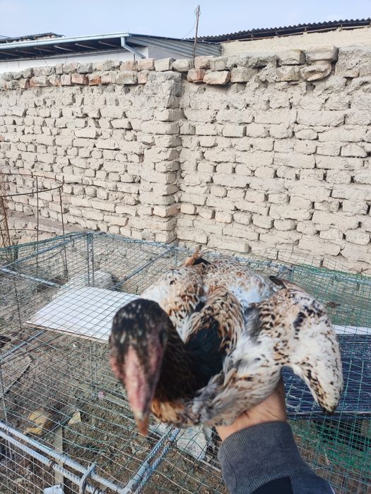 Корея микс турк. Ноябрда чиккан.