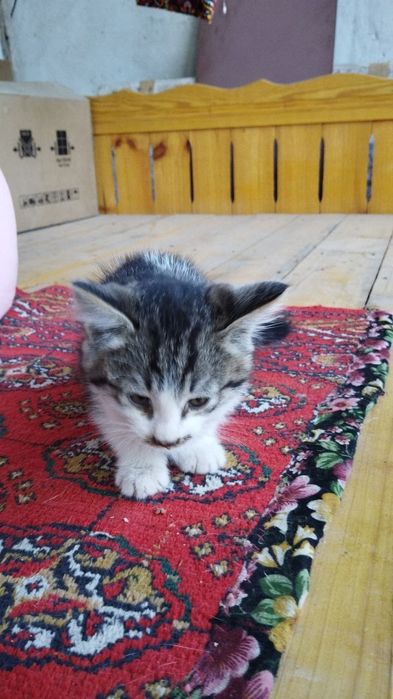 Отдам в хорошие руки