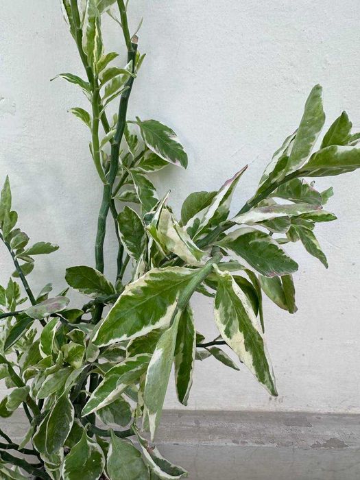 Комнатное растение Педилантус