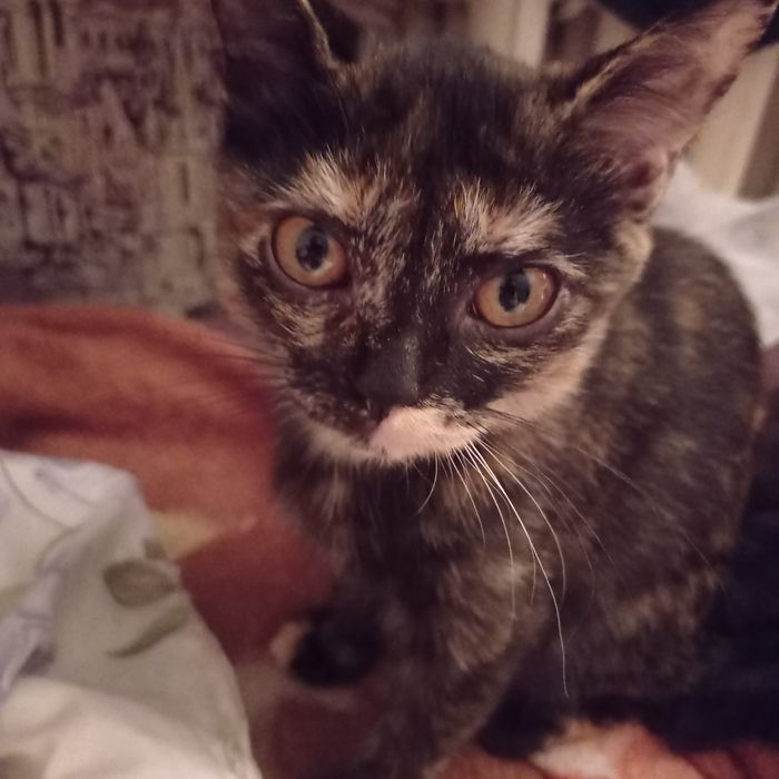 Отдам котят бесплатно