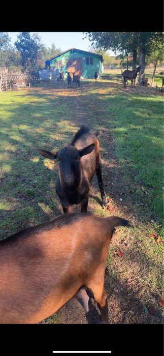 Vand Tap Alpin Francez!!