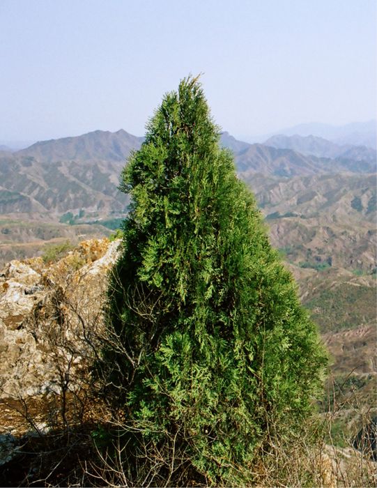 Туя 2.5 м, биота, саженцы