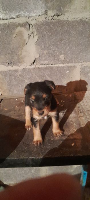 Продам щенка яктерьера