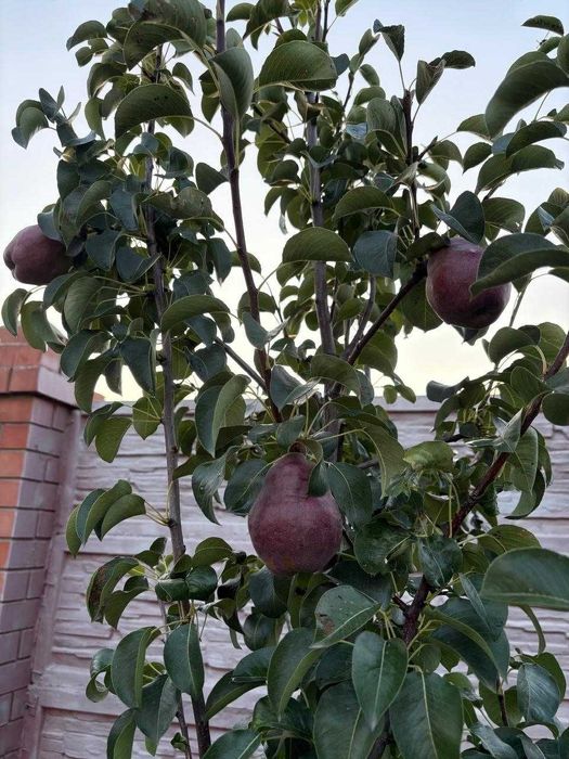 Дом рядом с ТД АИДА Алпамыс батыра 12 мкр