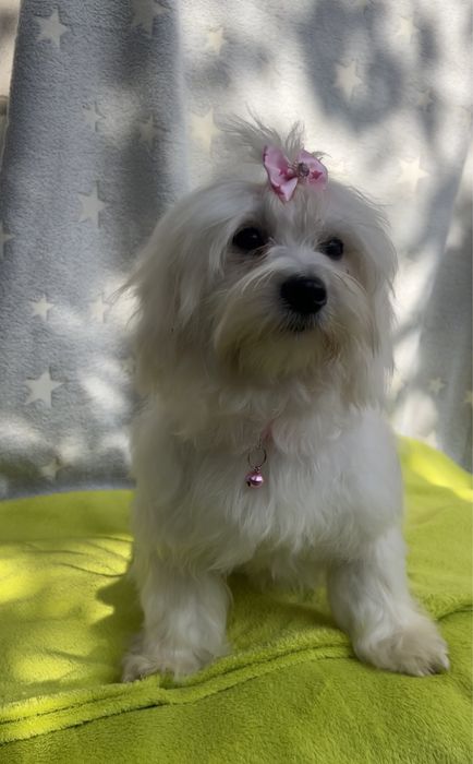 Bichon Maltez, 10 luni – cu pașaport, microcip și vaccinuri complete