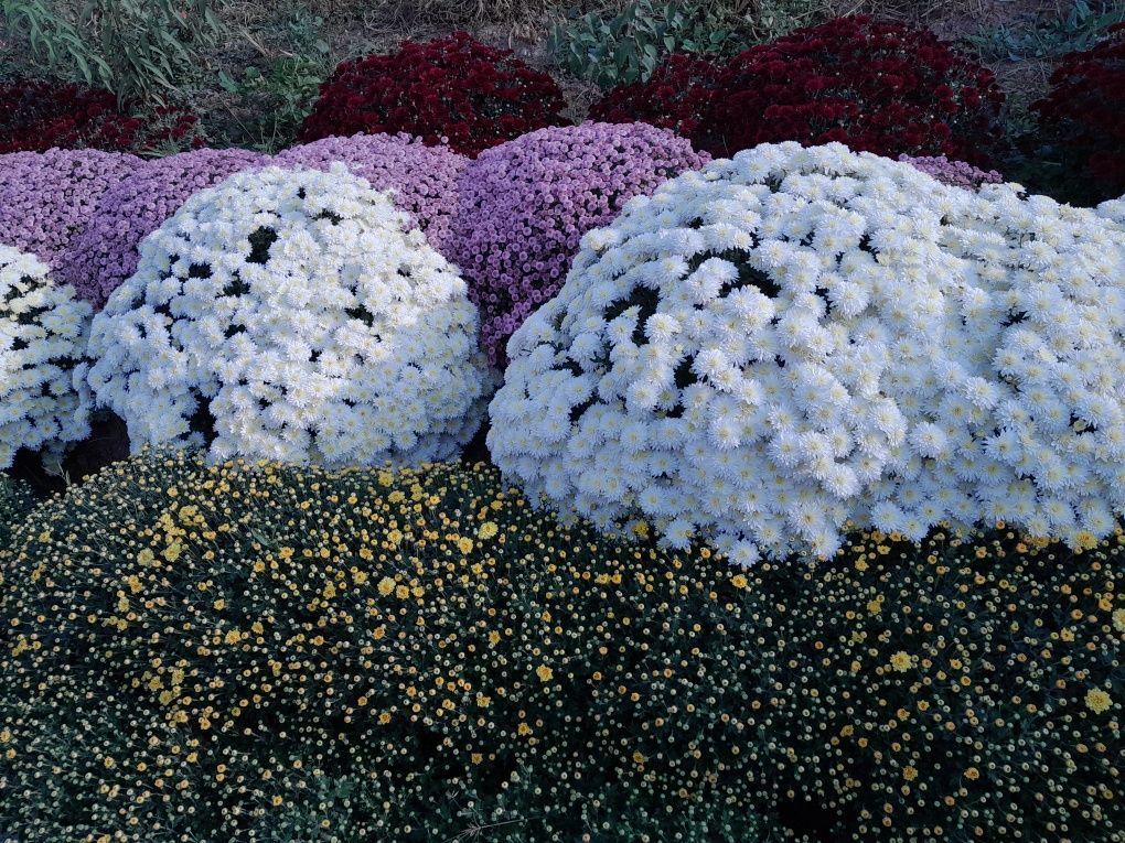 Manzarali  Globus gullar