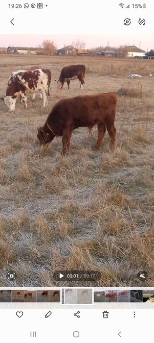 Продам телят 2 бычка 1 телочка