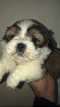 Femela shih tzu talie mica