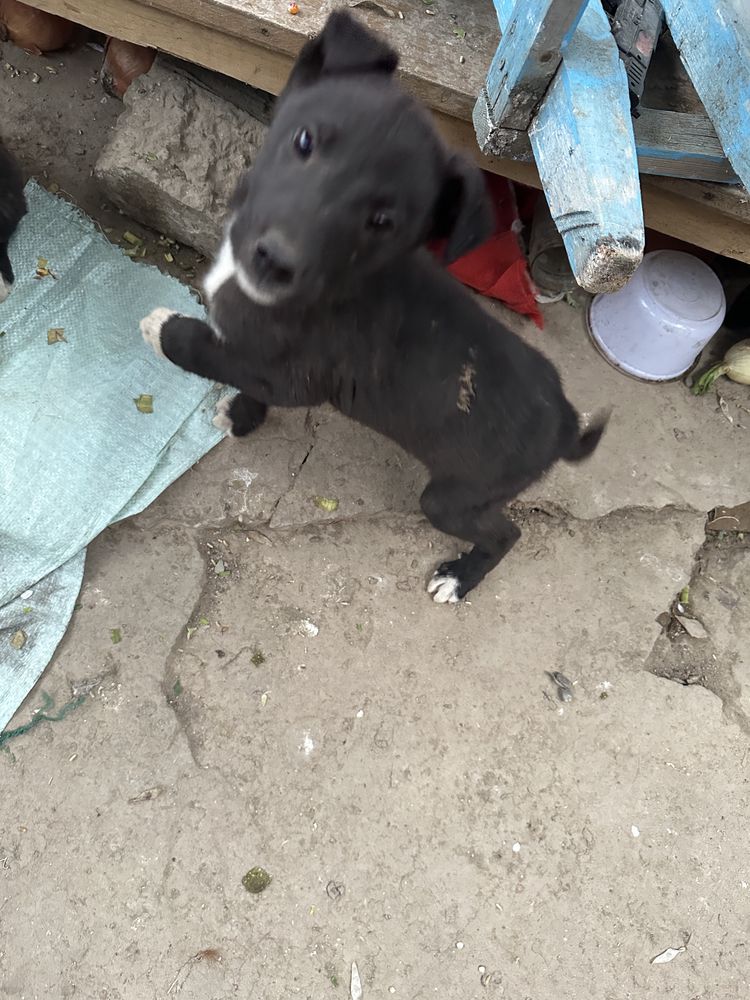 Pitbul  kuchukchala