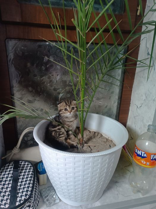 Mramr fold ogl dombo