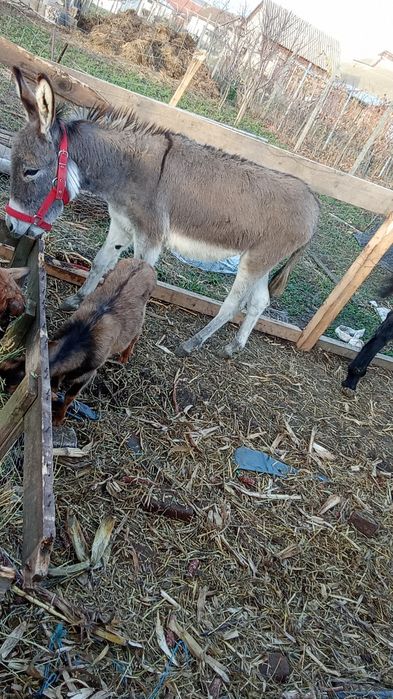 Vând un măgar de 10 luni și un țap de alpin francez și o iada metisa