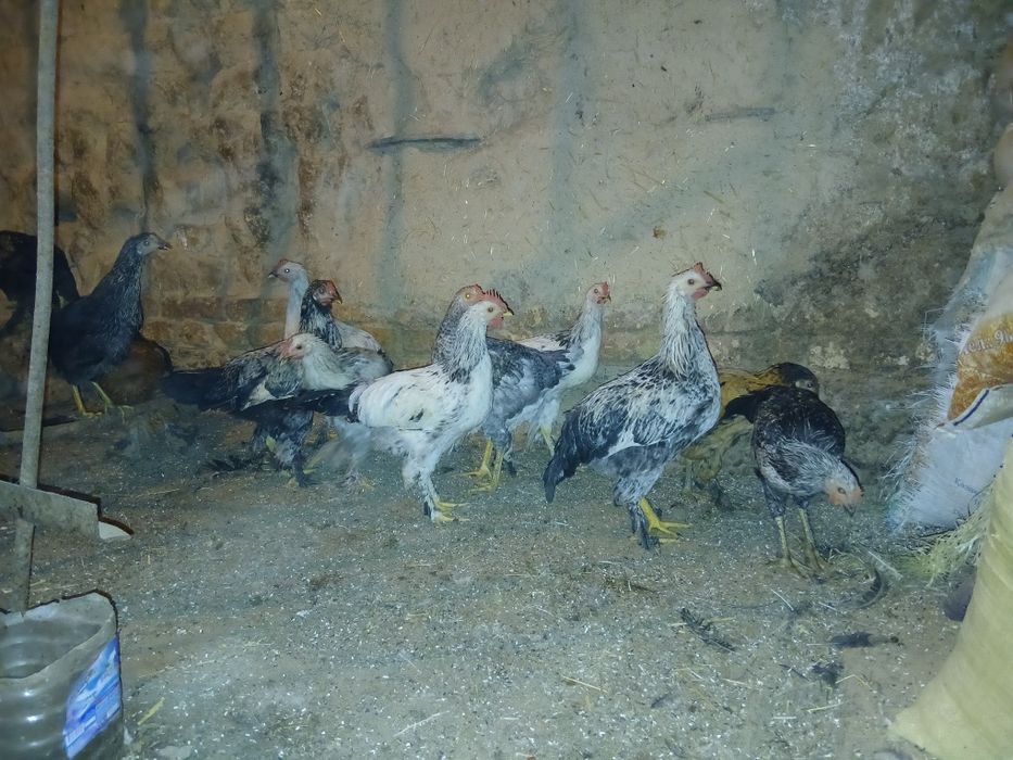 Jo‘jalar sotladi