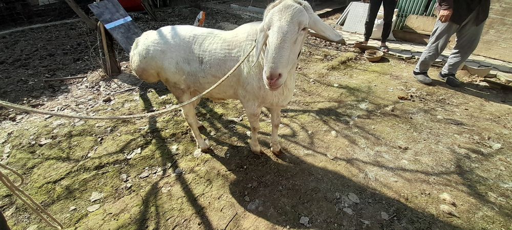 Arashan qochqor zotga sotiladi