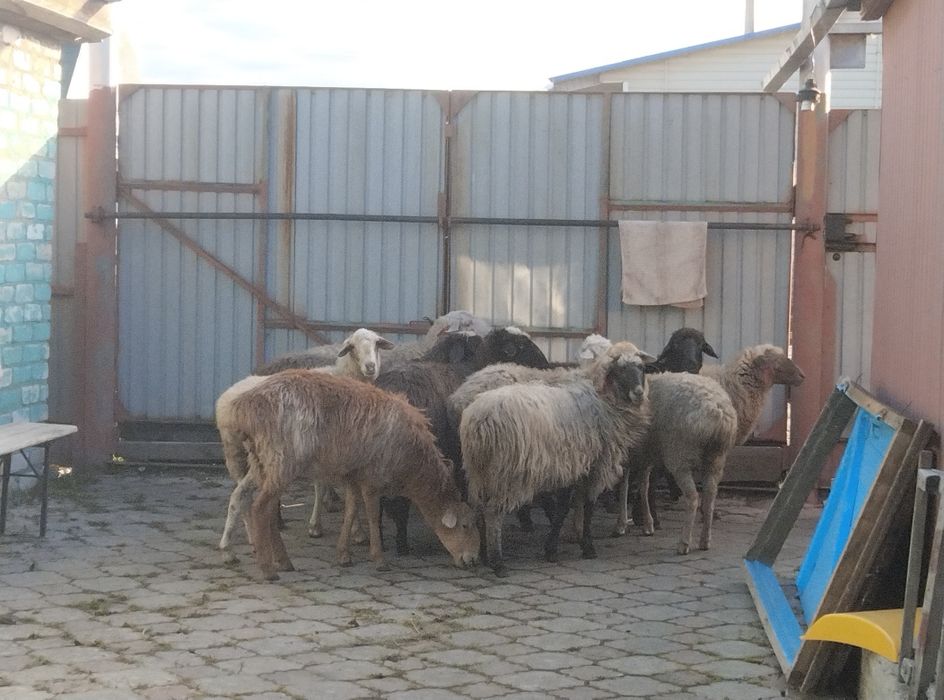 Продам баран овцематки крупные