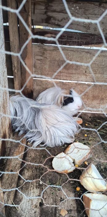 Donez porcușor de guineea