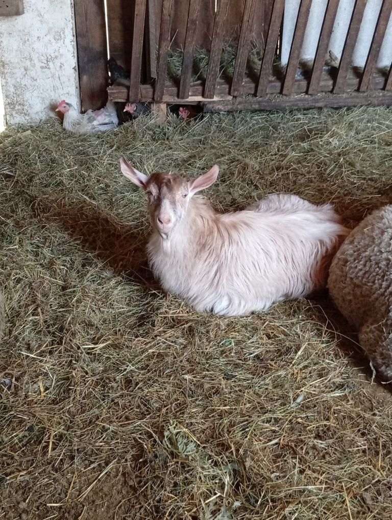 Doi Iezi de vânzare