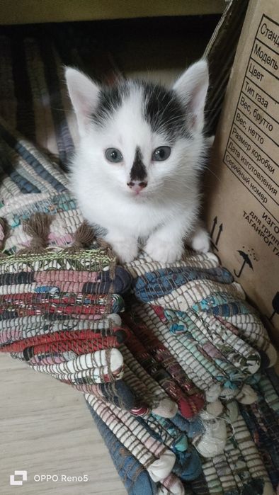 Котята девочки ищут дом. Возраст 1 месяц и неделя