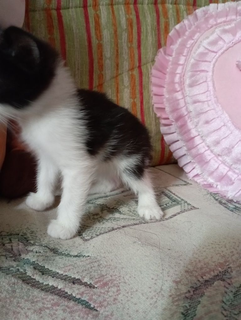 Отдам котят в людям с добрым сердцем.