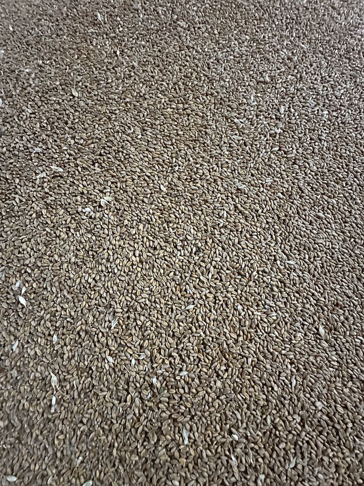 Grau de vanzare ,detalii la telefon