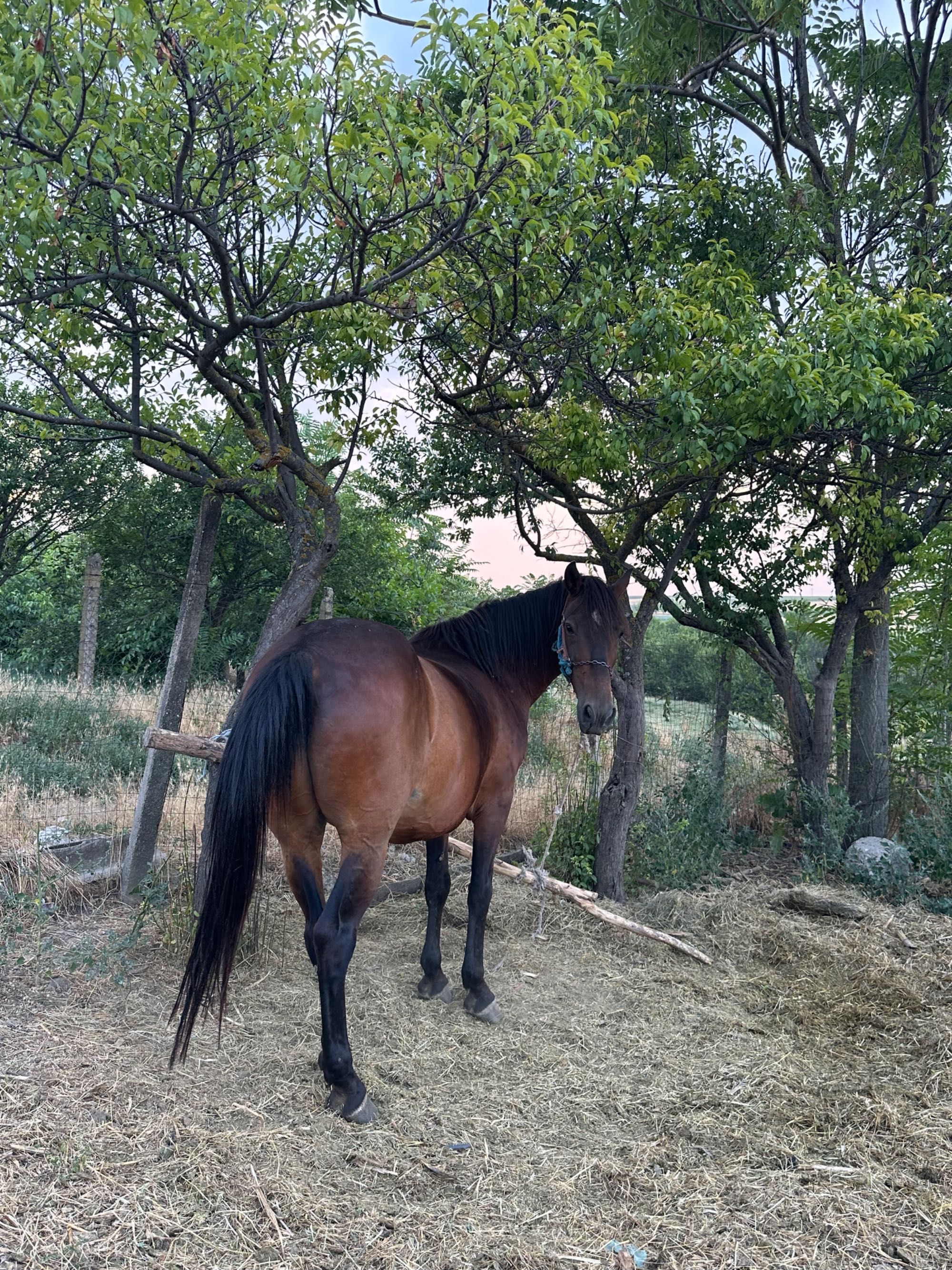 cal  de  vanzare