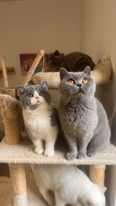 Чистокръвно британско коте шоу клас