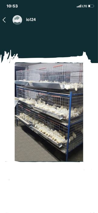 Prepelite oua pui custi maternități capcane